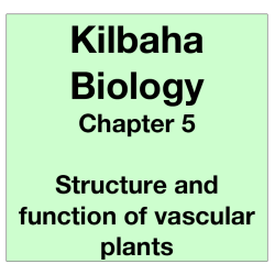 Biology Chapter 5 - Structure and Function of Vascular Plants